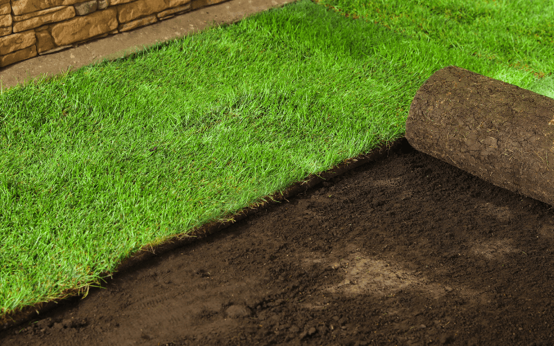 Sod Installation Services in Conroe, TX